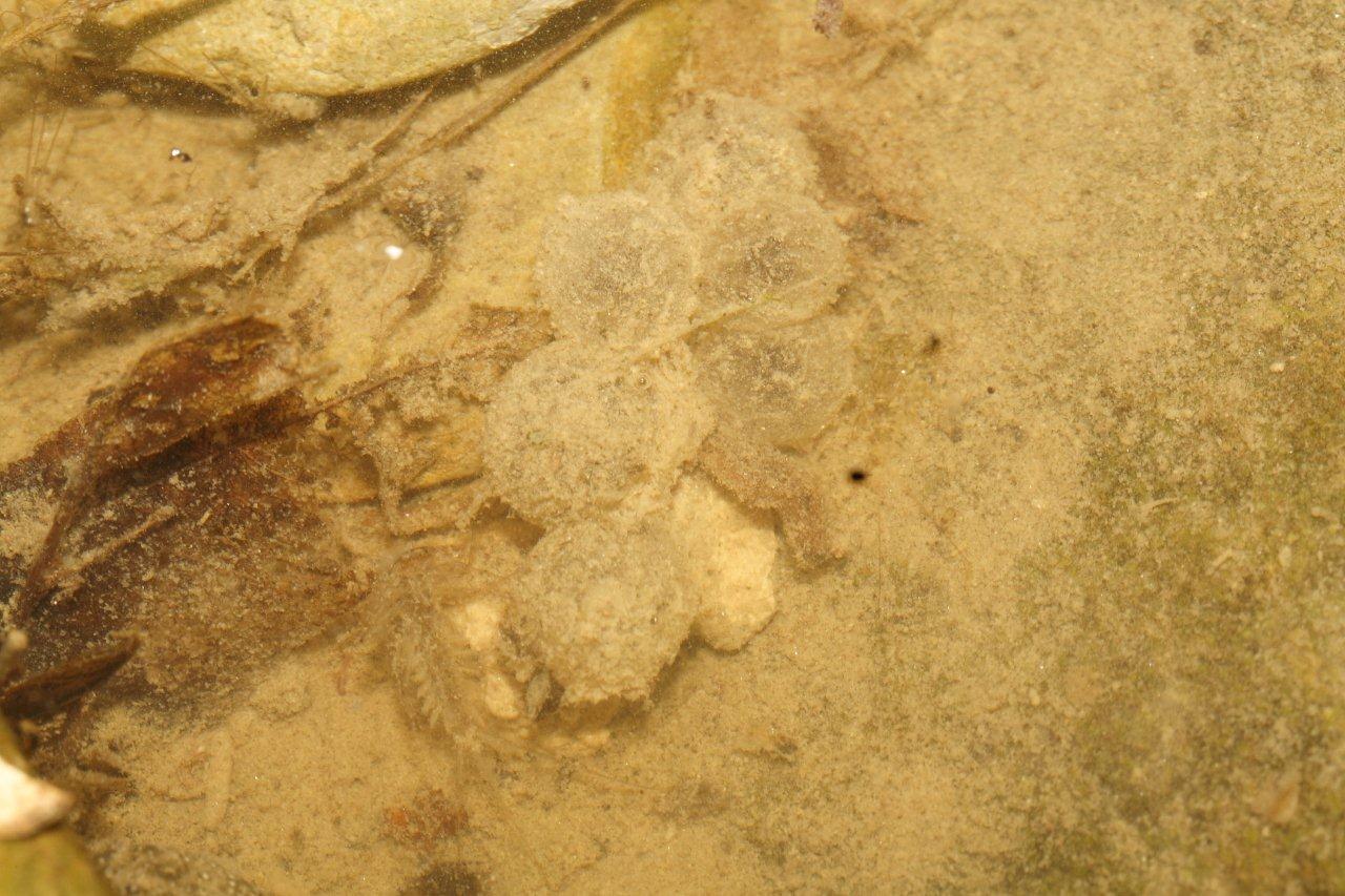 Centinaia di ovature di Salamandrina + 